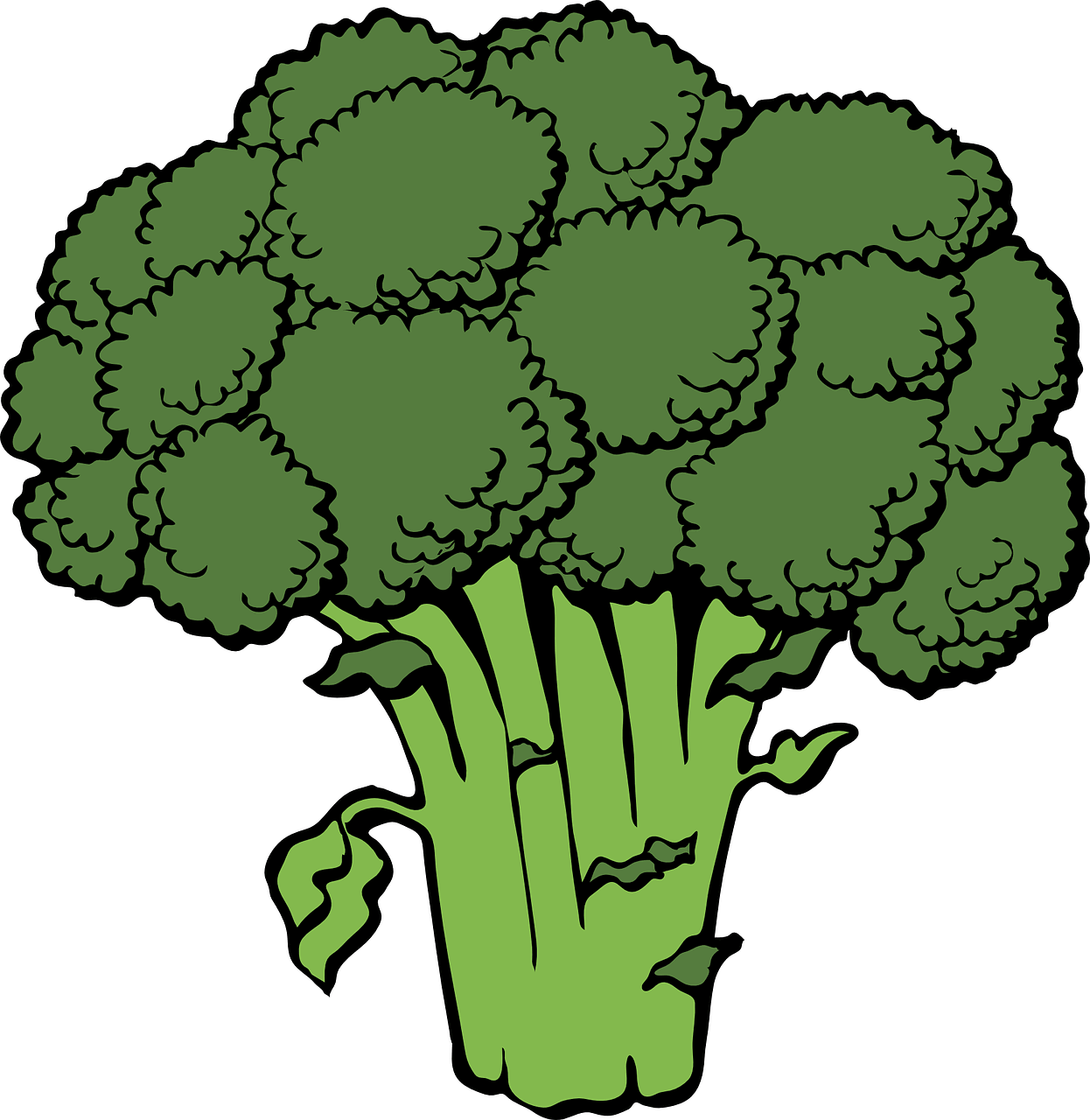 brokkoli-zeichnung